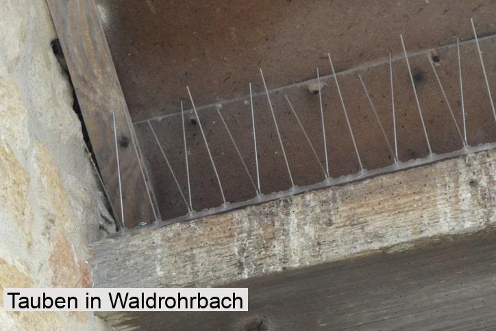 Tauben in Waldrohrbach